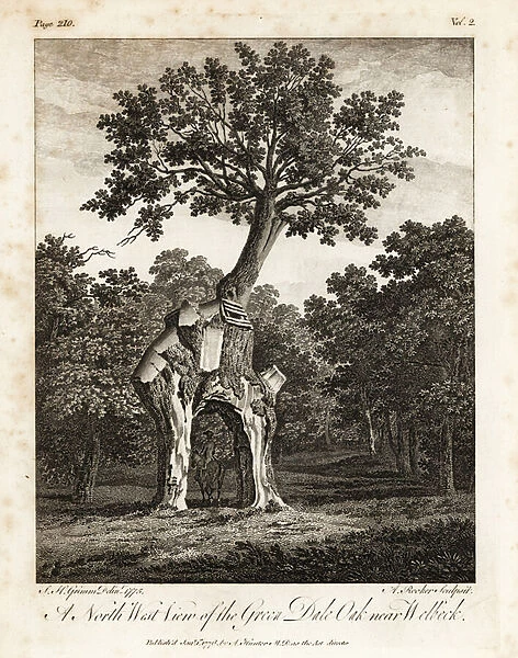 The Greendale Oak, Welbeck Park, Nottingham. 1776 (engraving)