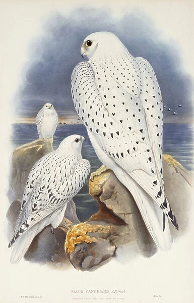 Greenland Falcon, 1862-1873
