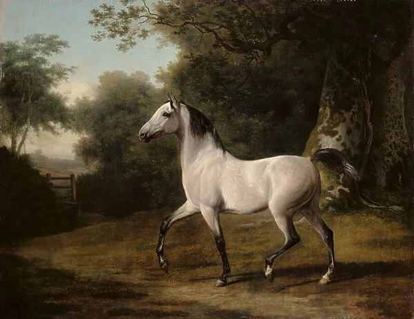 A grey Arab stallion in a wooded landscape