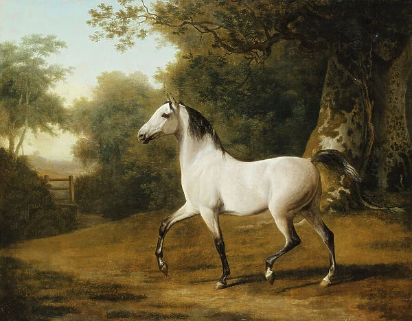 A Grey Arab Stallion in a Wooded Landscape, (oil on canvas)
