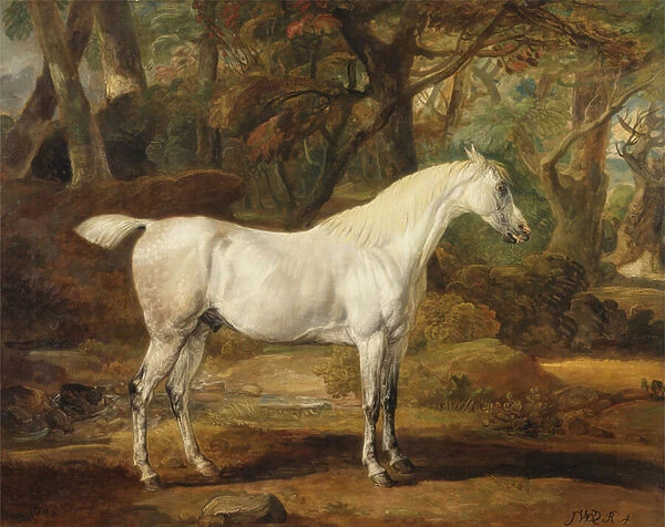 A Grey Arabian Stallion, the Property of Sir Watkin Williams-Wynn, c