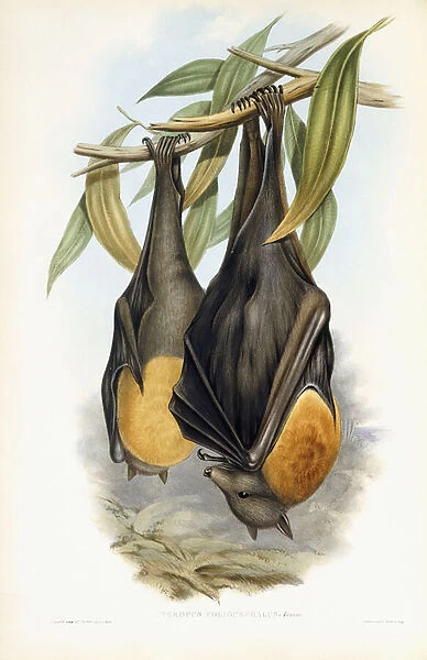 Grey-Headed Flying Fox (Pteropus Poliocephalus), 1845-1863 (hand-coloured lithograph)