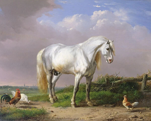 Grey Stallion (oil on panel)