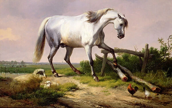 A grey stallion with sheep and poultry