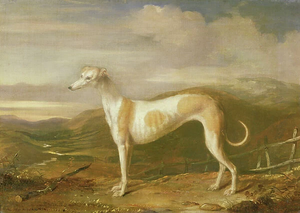 Greyhound. BON53327 Greyhound by Barraud, William 