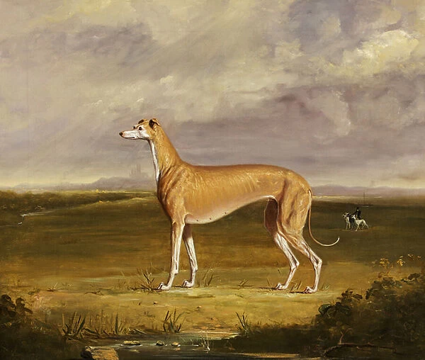 The Greyhound, c. 1830 (oil on canvas)