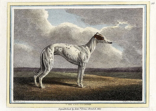 The Greyhound, pub. 1812 (hand coloured engraving)