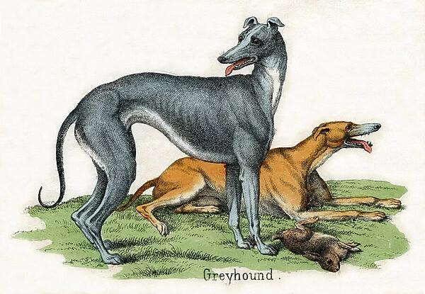Two Greyhounds, from The Natural History of Animals, 1859 (hand-coloured engraving)