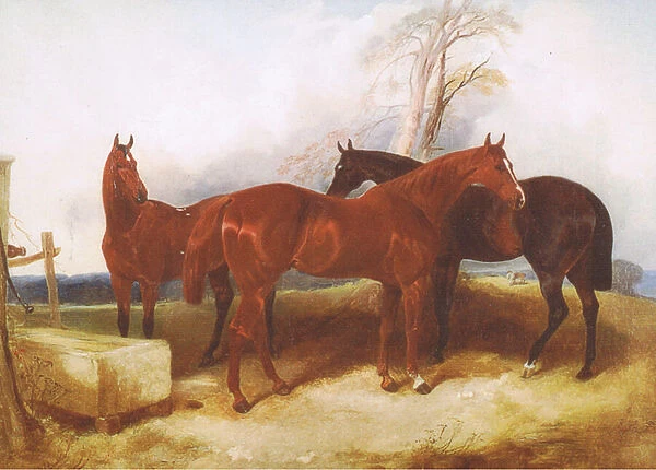 A group of horses, from from a magazine or book source unknown (colour litho)