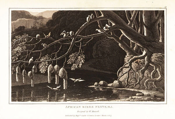 A group of weaverbirds and their hanging nests. 1807 (aquatint)