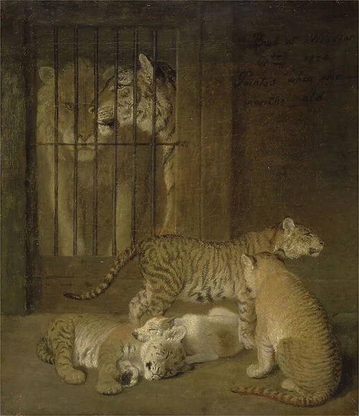 Group of whelps bred between a lion and a tigress, 1825 (oil on canvas)