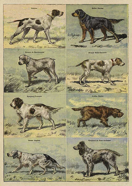 Gun dogs (colour litho)