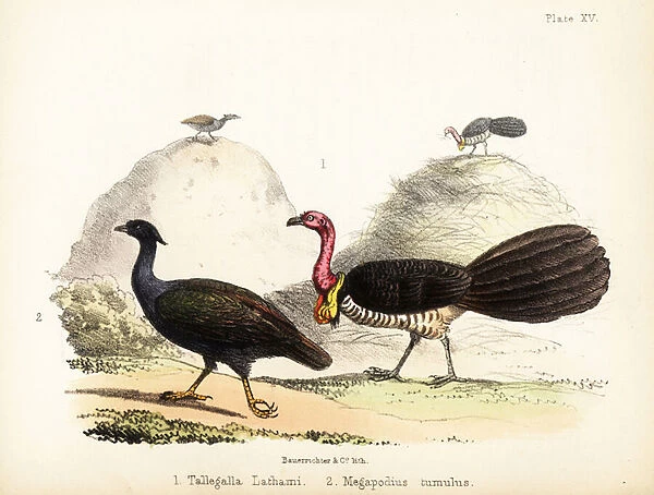 Gweela and orange-footed scrubfowl. 1855 (lithograph)