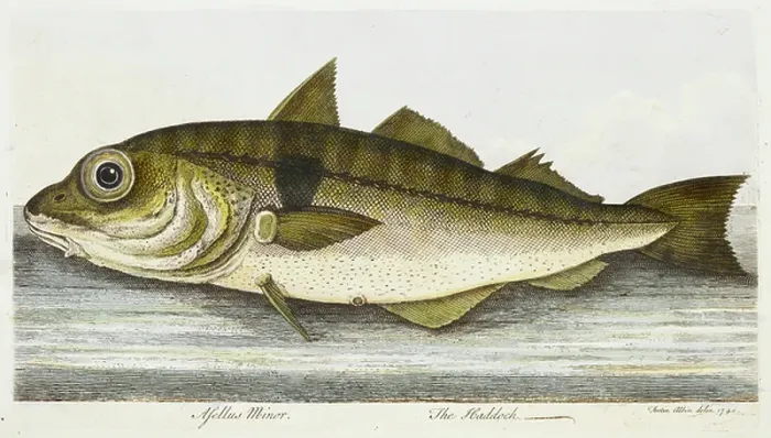 Framed Print : The Haddock Framed Print : The Haddock