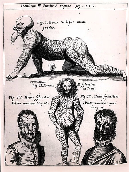 Hairy man and Wild man, illustration from Physica Curiosa
