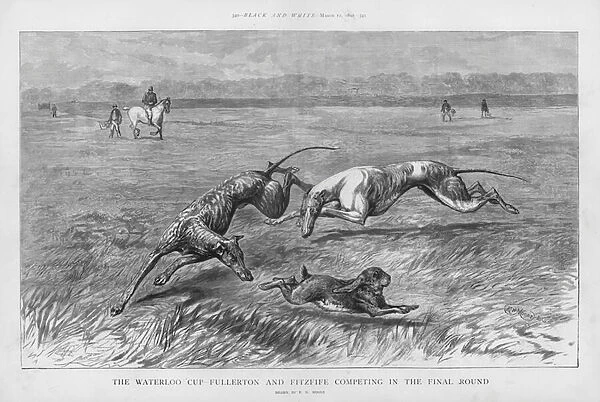 Hare coursing: Fullerton and Fitzfife competing in the final round of the Waterloo Cup, Great Altcar, Lancashire, 1892 (litho)