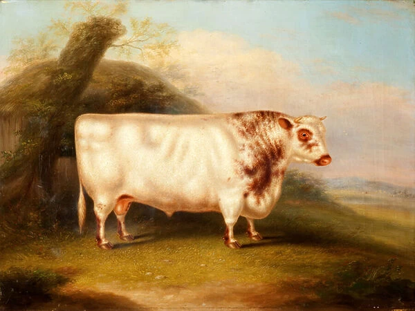 Harlsonia (Shorthorn Bull), c. 1855 (oil on canvas)