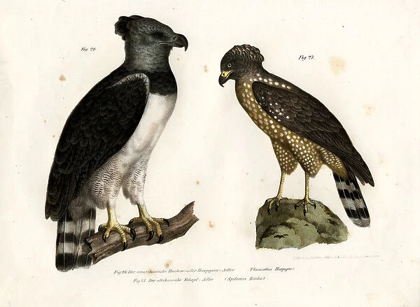 Harpy Eagle, 1864 (colour litho)