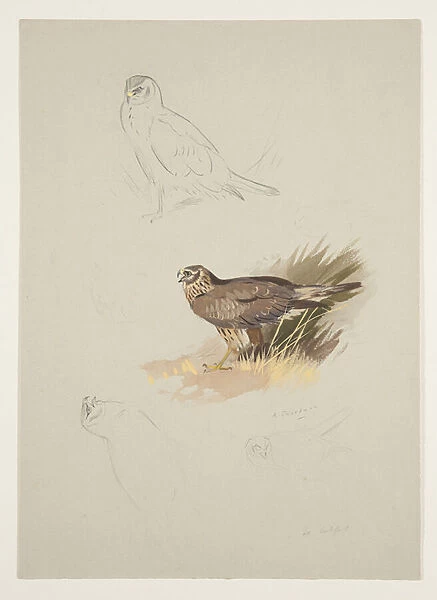 Harrier, c. 1915 (w  /  c & bodycolour over pencil on paper)