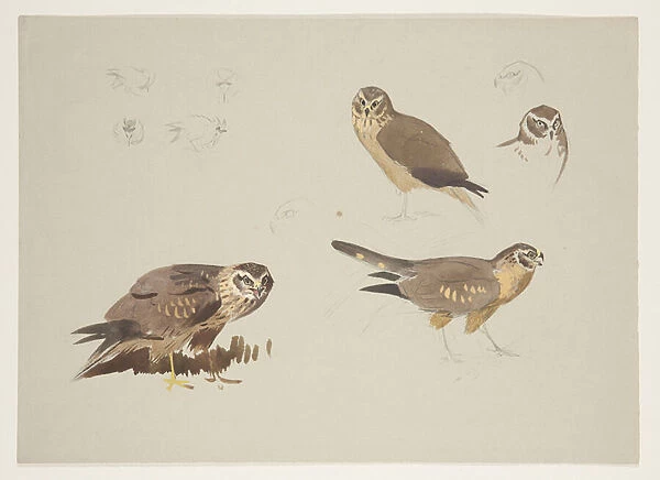 Harrier and ruff, c. 1915 (w  /  c & bodycolour over pencil on paper)