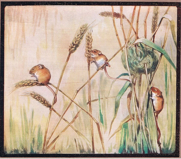 Harvest mice, 1910 (colour litho)