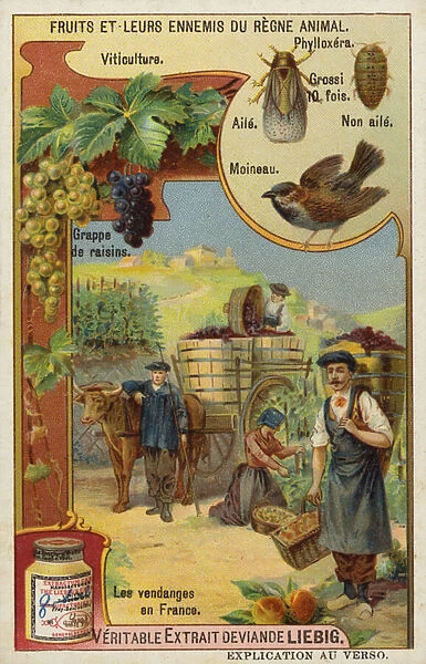 Harvesting grapes in a vineyard in France (chromolitho)