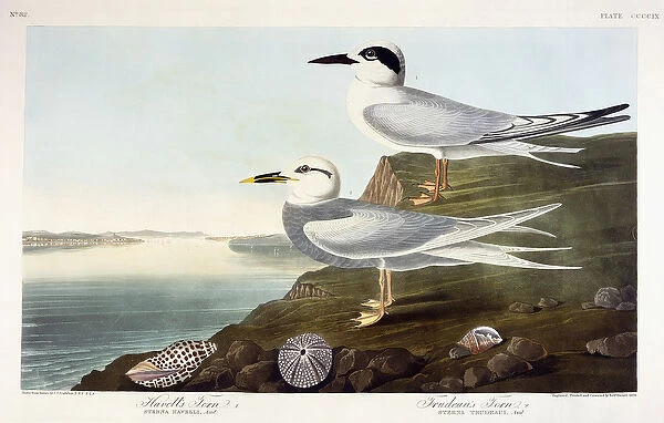 Havells Tern and Trudeaus Tern, 1838 (Hand-coloured etching with aquatint