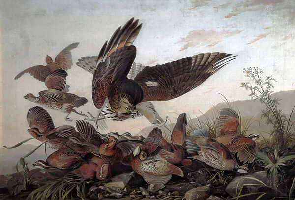 Hawks Attacking Partridges, 1826 (oil on canvas)