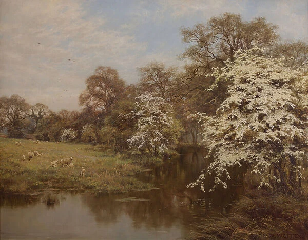 Hawthorn Blossom (oil on canvas)
