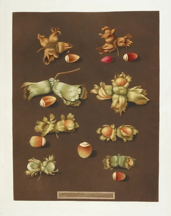 Framed Print : Hazelnuts. BL3301001 Hazelnuts; British Library, London, UK; (add.info.