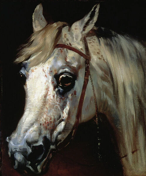 Head of an Arab horse, c. 1840-50 (oil on canvas)