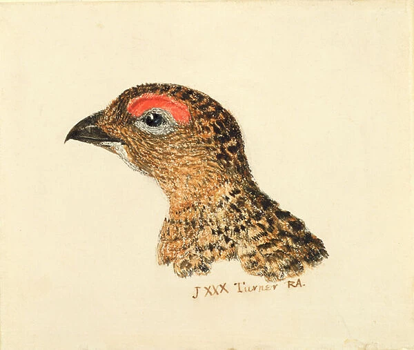 Head of Grouse, from The Farnley Book of Birds, c. 1816 (pencil and w  /  c on paper)
