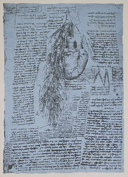 The Heart and the bronchial arteries, facsimile of the Windsor book (pen and ink on paper