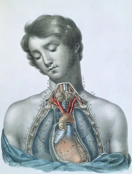 The heart and organs in the chest, from Manuel d
