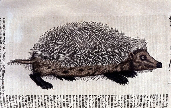 Hedgehog, illustration from Historiae animalium by Conrad Gesner