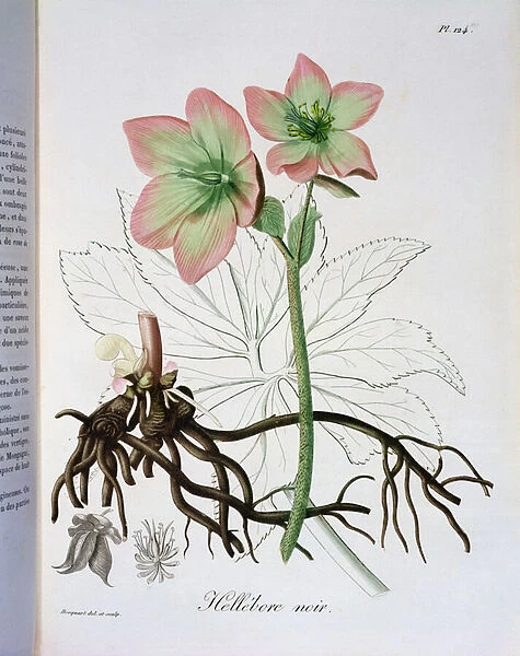 Helleborus Niger from Phytographie Medicale by Joseph Roques (1772-1850)