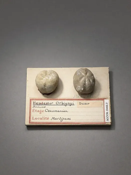 Framed Print : Hemiaster orbignyi (Echinodermes), Natural History Museum of Marseille