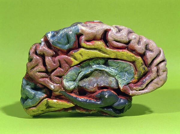Hemisphere of a human brain (painted plaster)