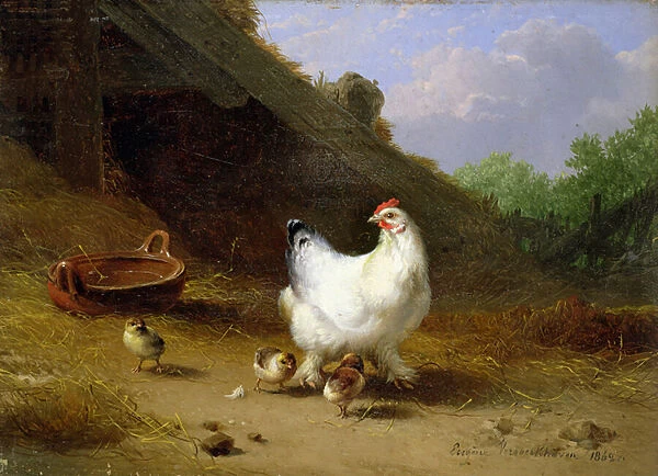 A hen with her chicks