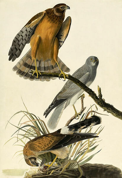 Hen Harrier, Circus Cyaneus, from 'The Birds of America'by John J