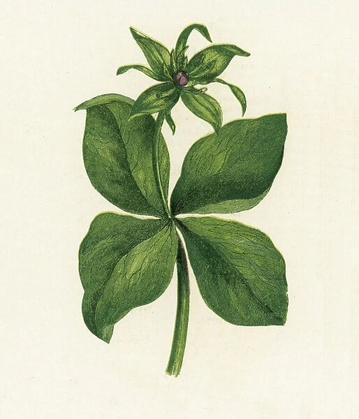 Herb Paris, Paris Quadrifolia (colour litho)