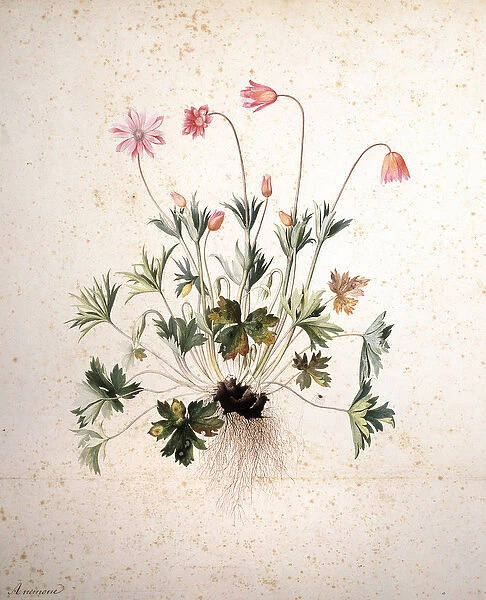 Herbarium : Anemone