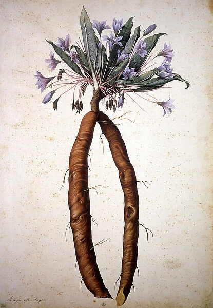 Herbarium : Atropa mandragora