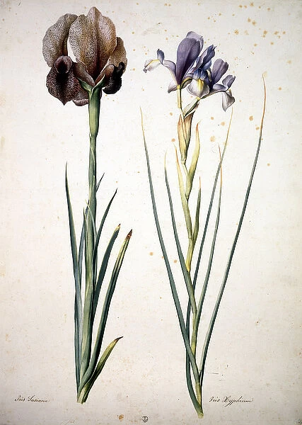 Herbarium : Iris Susiana and Iris Xyphium