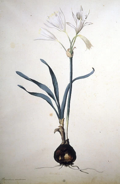 Herbarium : Pancratium maritimum