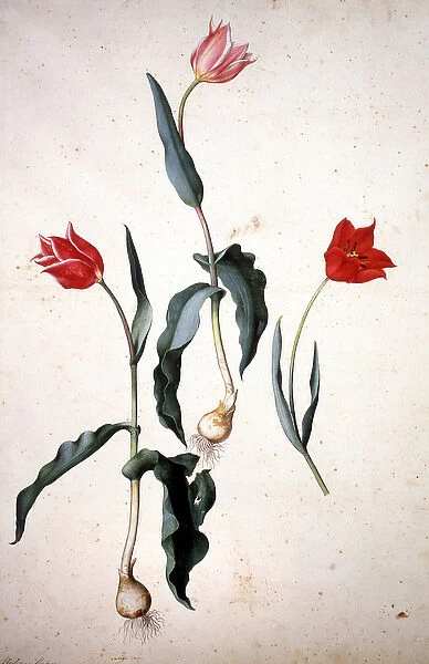 Herbarium : Tolipa Gesaeriana (Tulip)