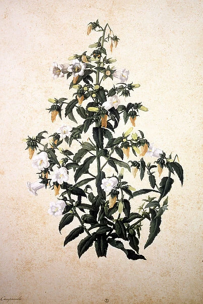 Herbier : Campanula (Campanule). Dessin de Jacopo Ligozzi (1599-1627)