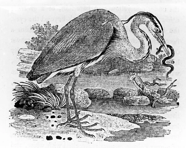 Heron, illustration from A History of British Birds by Thomas Bewick, first