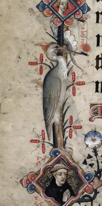 Framed Print : A heron with a scroll in its beak