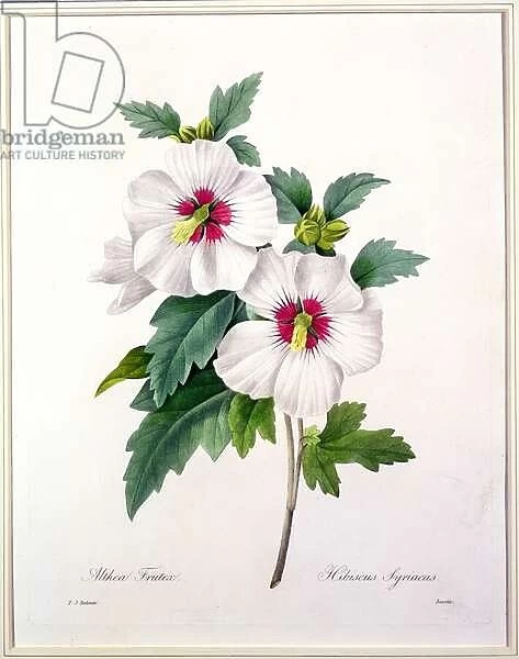Hibiscus syriacus, engraved by Bessin, from Choix des Plus Belles Fleurs